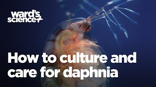 Caring and Culturing for Daphnia [upl. by Idnaj]