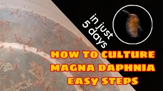 How to Culture Magna Daphnia Easily [upl. by Erleena]