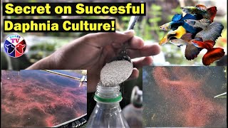 How to Culture Daphnia Successfully [upl. by Kiel529]