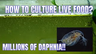 How to Culture Daphnia Secret Method to Breed MILLIONS  Simply Aquatic [upl. by Quintessa]