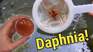 How I Culture Daphnia In Outdoor Tubs [upl. by Yrallam]