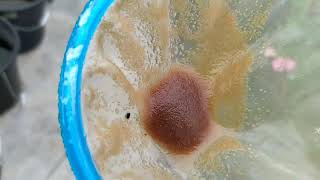 How to culture daphnia moina in a small container Part 1 English Subtitle [upl. by Ainnet]