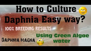 Daphnia MagnaHow to Culture Daphnia Easy wayCulturing Daphnia using Green water Daphnia [upl. by Ayvid]