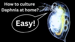 BEST Live Fish Food Beginner guide How to Culture Daphnia at home [upl. by Fernando]