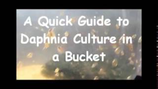 How to culture daphnia outside [upl. by Hnid]