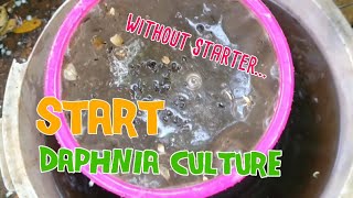 How to culture daphnia moina the easy way 1  Starting the Daphnia culture [upl. by Ahsein401]