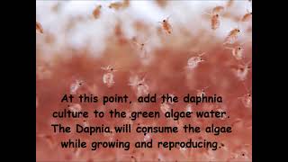 Daphnia  How to grow daphnia in your home [upl. by Eleynad863]