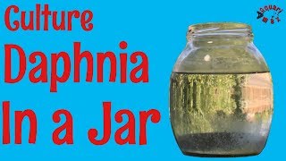 How to Culture Daphnia in a Jar [upl. by Simaj]