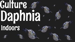 How to Culture Daphnia [upl. by Hanschen]