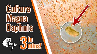 How to culture DAPHNIA MAGNA  The easy way [upl. by Nolyad812]