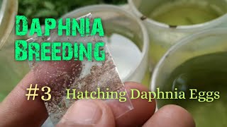 Daphnia Culture made simple and easy 3  Hatching Daphnia eggs [upl. by Gaylene]