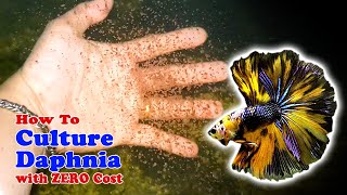 How to Culture Daphnia with ZERO Cost  Unlimited Live Food For Our Fish [upl. by Langer481]