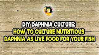 DIY Daphnia Culture How to Culture Nutritious Daphnia as Live Food for Your Fish [upl. by Wil186]