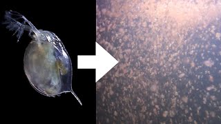 How I Culture Daphnia [upl. by Zima522]