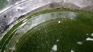 DAPHNIA MOINA CULTURE IN A SMALL BUCKET [upl. by Atiuqihc741]