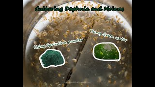 How To Culture Daphnia and Moinas using Green Water Spirulina powder [upl. by Ciapas611]