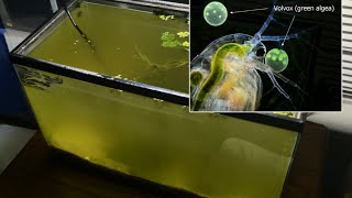 Raising Daphnia for the Freshwater Aquarium [upl. by Cuyler843]