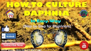 HOW TO CULTURE DAPHNIA In Easy Way [upl. by Ilatfen]